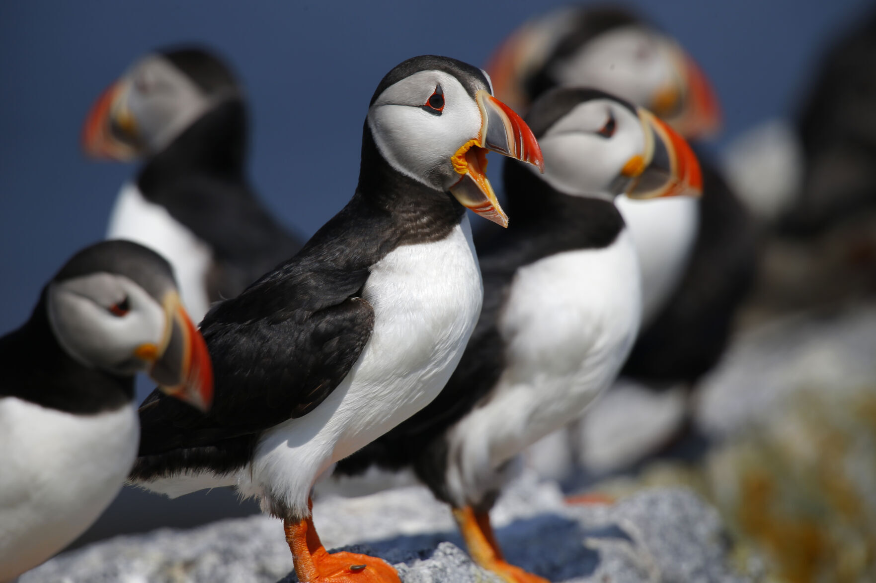 Puffins